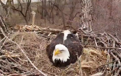 Watch a Bald Eagle Online