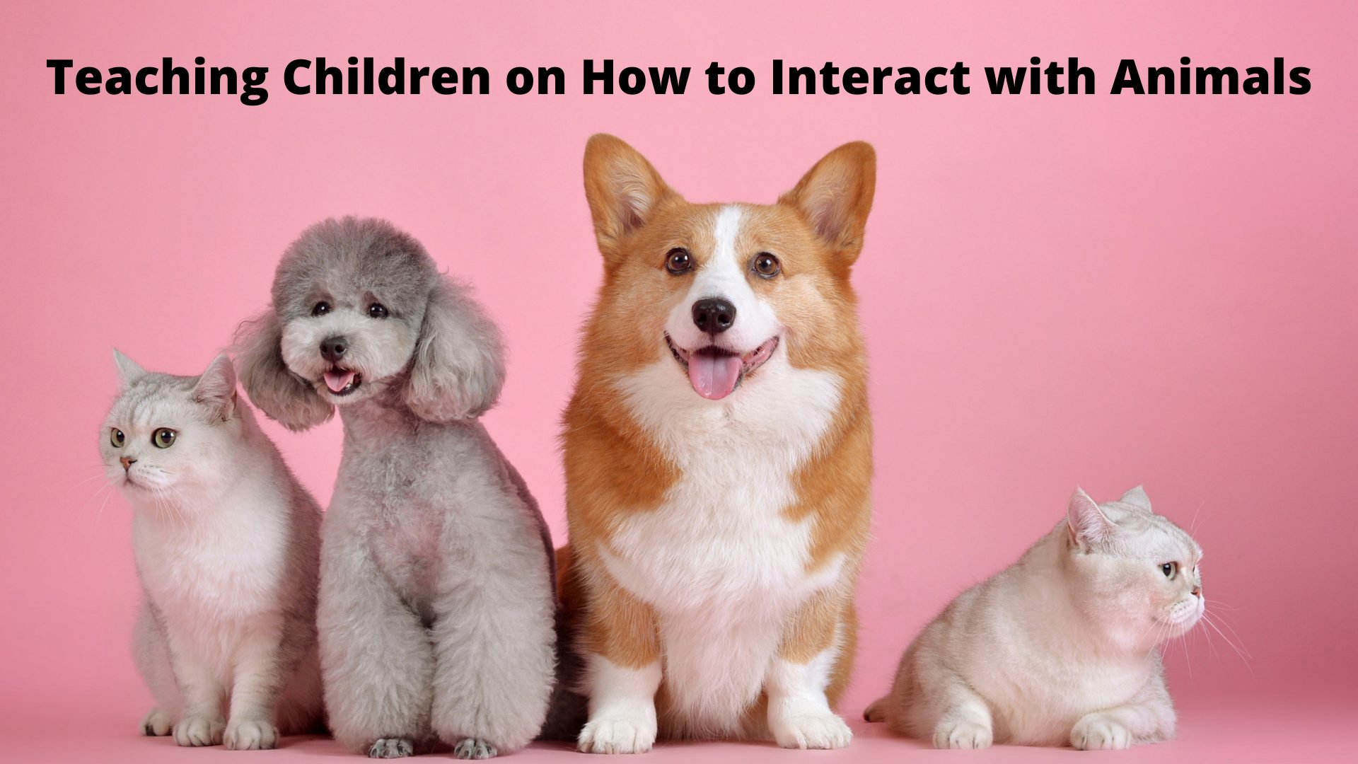 teaching-children-on-how-to-interact-with-animals-global-student-network