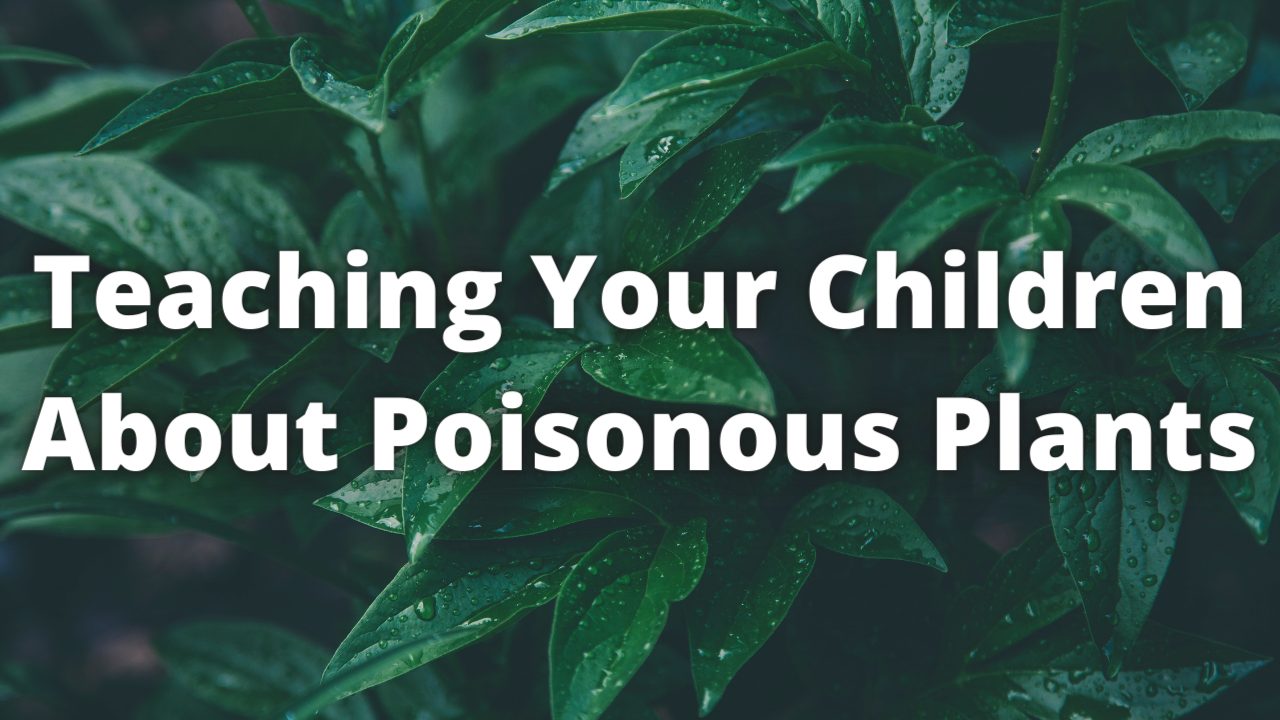 Teaching Your Children About Poisonous Plants Global Student Network