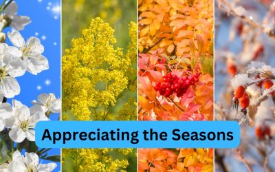 Appreciating the Seasons