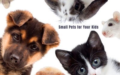 Small Pets for Your Kids