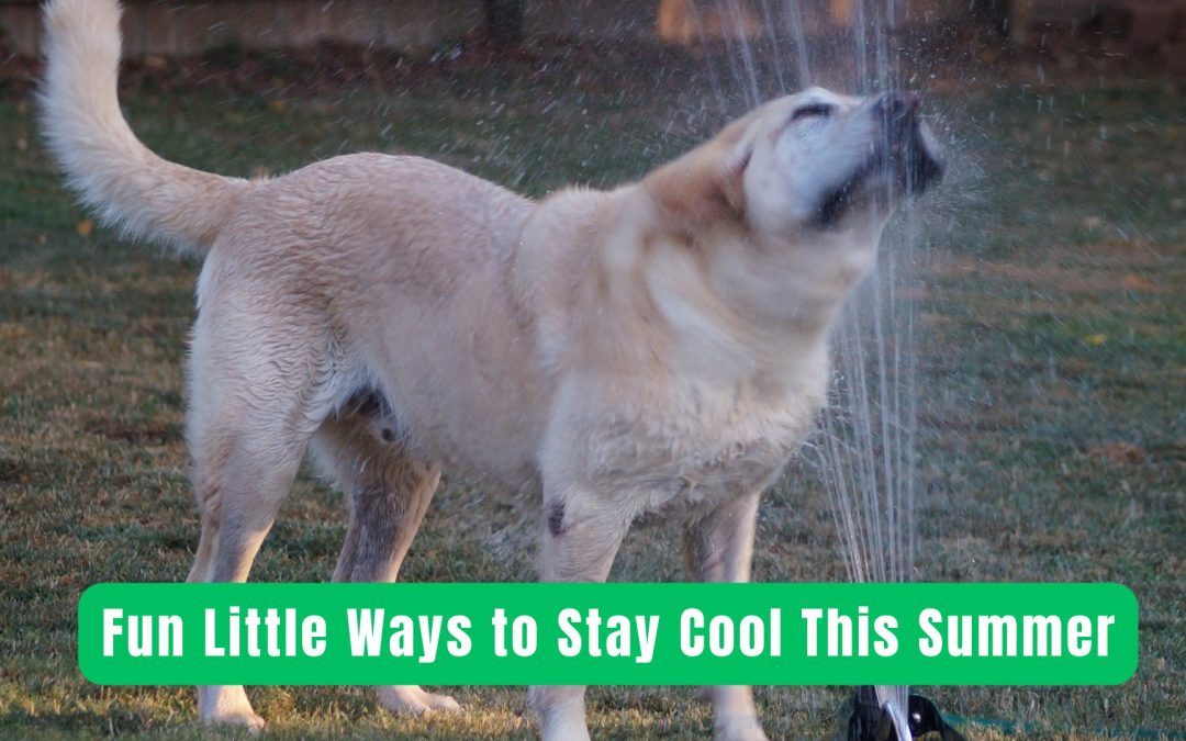 Fun Little Ways to Stay Cool This Summer